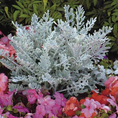 

Biocarve Cineraria Seed(50 per packet)