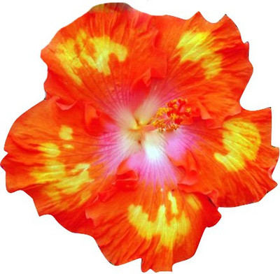 

Futaba Hibiscus Rosa-sinensis Flower Seed(100 per packet)