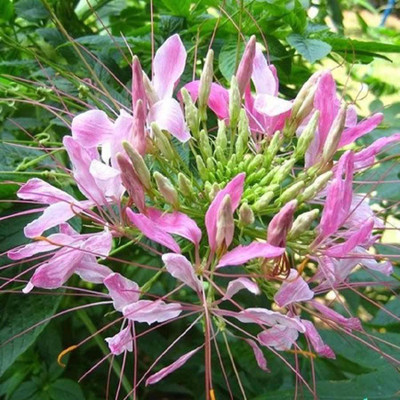 

Biocarve Cleome Spinosa Mixed Seed(200 per packet)