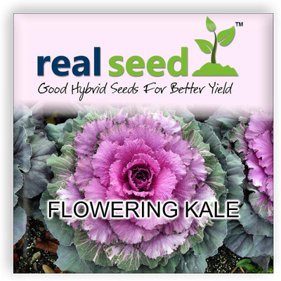 

Real Seed Flowering Kale Seed(40 per packet)