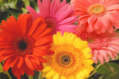 

Eplant Gerbera Seed(50 per packet)