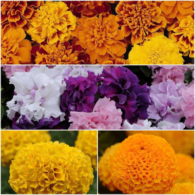 Biocarve Best Selling Hybrids Seed(4 per packet)