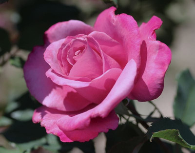 

Rainbow Spring Seeds Rose Seed(50 per packet)