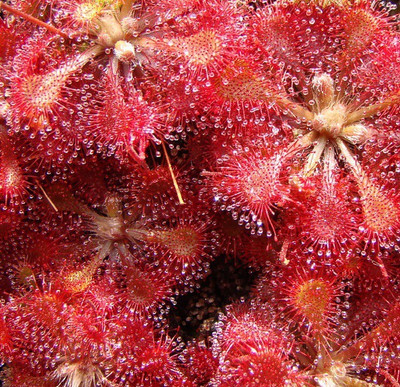 

National Gardens Sundew - Drosera tokaiensis Seed(5 per packet)