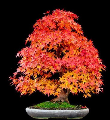NATIONAL GARDENS Sugar Maple Bonsai Seeds by National Gardens Seed(10 per packet)