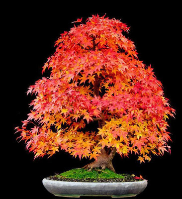 

National Gardens Sugar Maple Bonsai Seeds by National Gardens Seed(5 per packet)