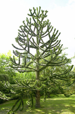 

E Garden Chile pine Seed(5 per packet)