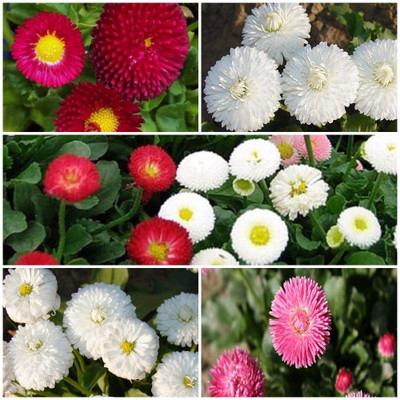 

Biocarve Daisy Flower Seed(5 per packet)