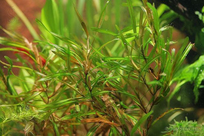 

National Gardens Pondweed Aquatic Plant Seeds by National Gardens Seed(10 per packet)
