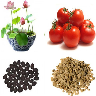 Alkarty lotus seed, tomato seed Seed(20 per packet)