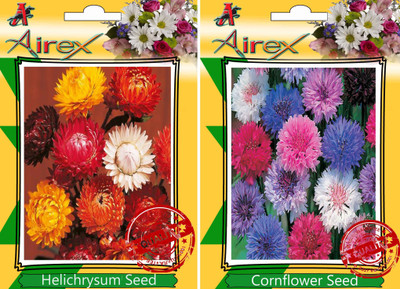 Airex Helichrysum Mixed, Cornflower Seed(30 per packet)