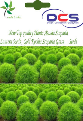 DCS Scoparia Gras Seed(10 per packet)