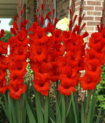 

Easy Gardening Red Gladiolus Seed(20 per packet)