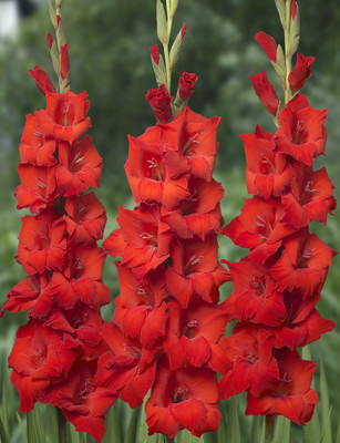 

Easy Gardening Red Gladiolus Seed(10 per packet)