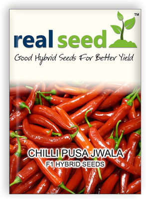 

Real Seed Chilli Pusa Jwala F1 Seed(200 per packet)