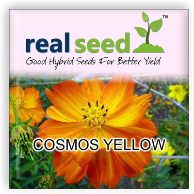 

Real Seed Cosmos Seed(12 per packet)