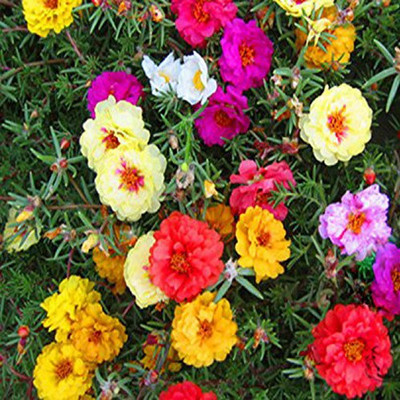 

Futaba courtyard essential colorful flower Seed(100 per packet)