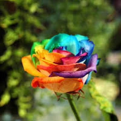 ROSEMERC Rose Seed(10 per packet)