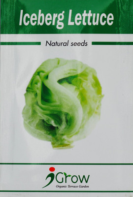 iGrow Naturally Treated Organic Iceberg Lettuce Seeds (50 seeds) Seed(50 per packet)
