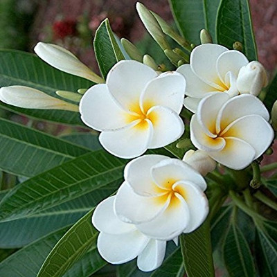 Futaba Egg Flower Seed(100 per packet)