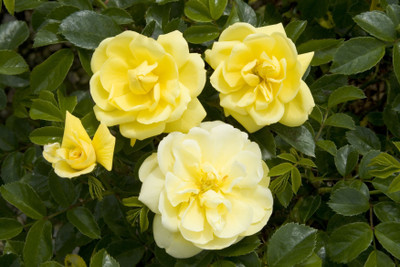 

Imago Rose Seed(20 per packet)