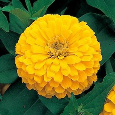 

natural live Yellow Zinnia Seed(100 per packet)