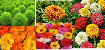

Raunak Seeds Summer flower seeds-Cosmos, Kochia, Gaillardia, Zinnia, Portuluca Seed(100 per packet)