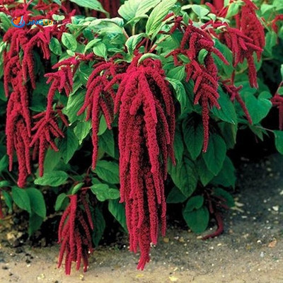 

natural live amaranthus Seed(100 per packet)