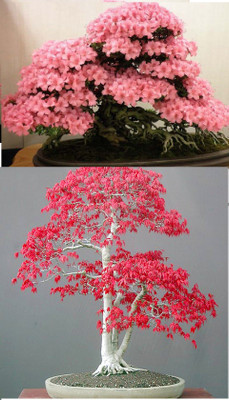 

Rainbow Spring Seeds Bonsai Japanese Sakura Cherry Blossom And Red Maple Bonsia Seed(10 per packet)