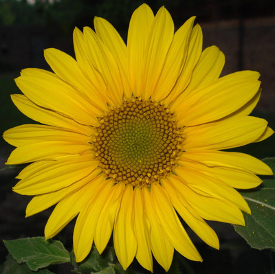 

Farm Seeds Sunflower Seed(100 per packet)