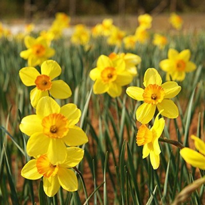 Futaba Narcissus Flower Daffodil Seeds - Yellow Seed(50 per packet)