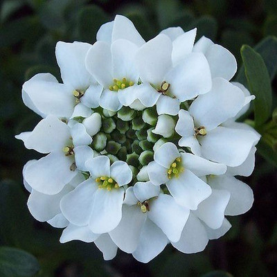 

Vsquare Retail Candy Tuft and Ice Plant Flower Seed Seed(20 per packet)