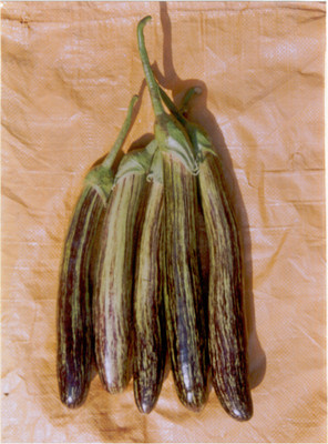 

Indous Agriseeds Brinjal Seeds Seed(200 Per Packet)