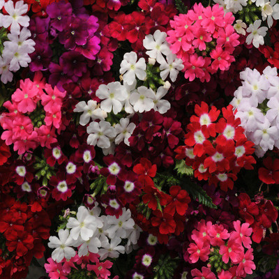 

Biocarve Verbena Seed(20 per packet)