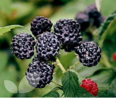 

National Gardens Black Raspberry Fruit Seeds by National Gardens Seed(10 per packet)