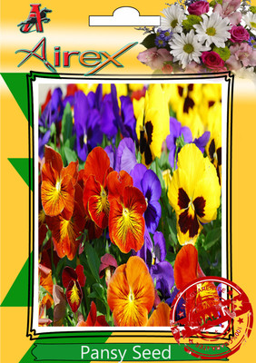 

Airex Pansy Winter Flower Seed(25 per packet)