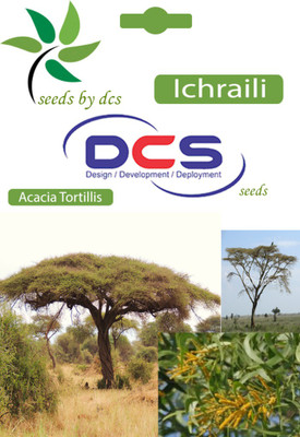 

DCS Ichraili Seed(20 per packet)