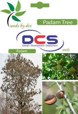 

DCS Padam Seed(15 per packet)