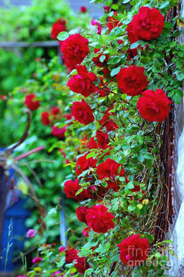 

National Gardens Red Climbing Rose Flower Seeds by National Gardens Seed(10 per packet)