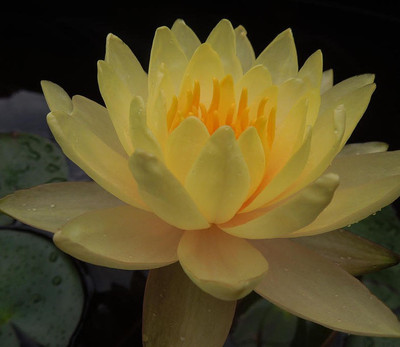 

Futaba Yellow Bowl Lotus Seeds Seed(5 per packet)