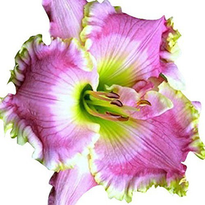 

Futaba Heirloom Hybrid Daylily Flower Seed(5 per packet)