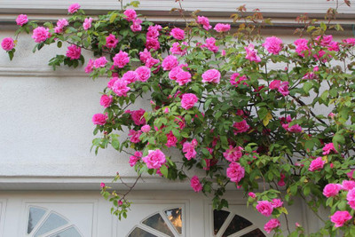 

National Gardens Pink Climbing Rose Flower Seeds by National Gardens Seed(10 per packet)