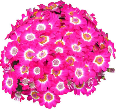 Futaba Cineraria Seed(100 per packet)