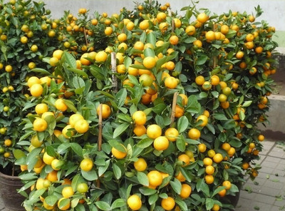 

Rose Garden CITRUS Seed(10 per packet)