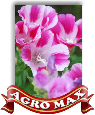 

AGRO MAX CLARKIA ELEGENS BRILLIANT MIX Seed(50 per packet)