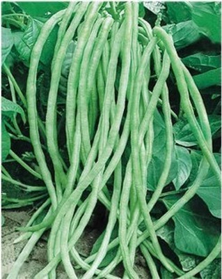 

Raunak Seeds Cowpea Seed(50 per packet)
