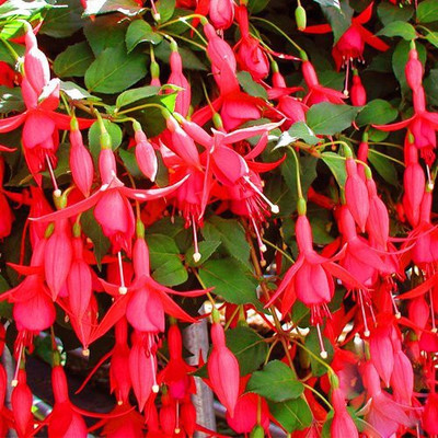 Futaba Fuchsia Bell Flower Seed(100 per packet)