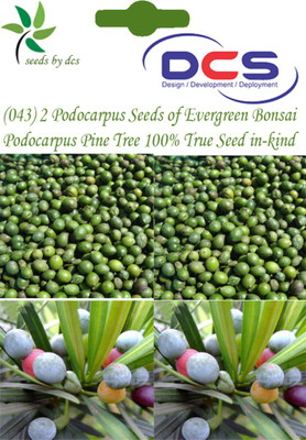 

DCS Podocarpus Seed(2 per packet)