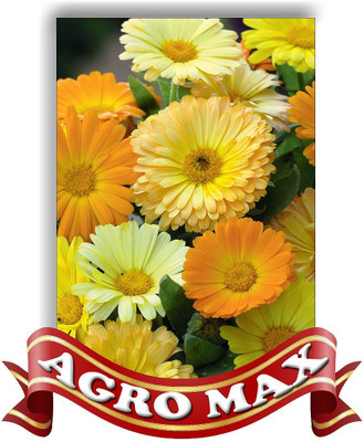 AGRO MAX CALENDULA DOUBLE MIXED Seed(50 per packet)