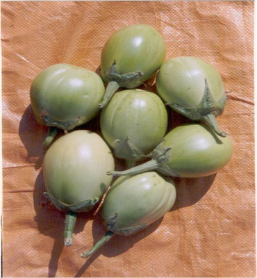 

Indous Agriseeds Brinjal Seeds Seed(2400 Per Packet)